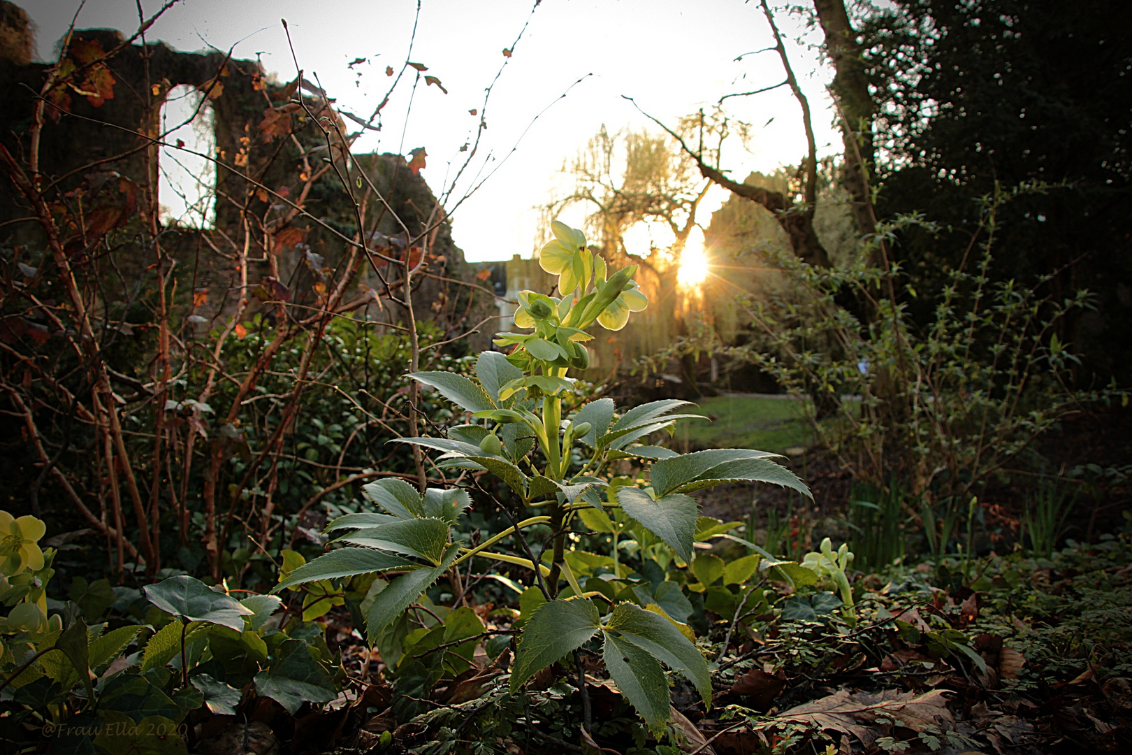 helleborus