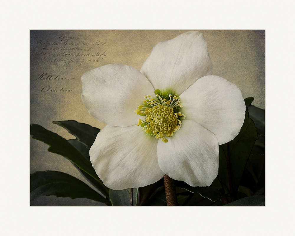 Helleborus....