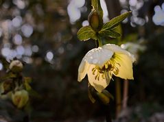 Helleborus-bea-2_