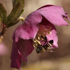 Helleborus Blüte Honigbiene höselnd 9184