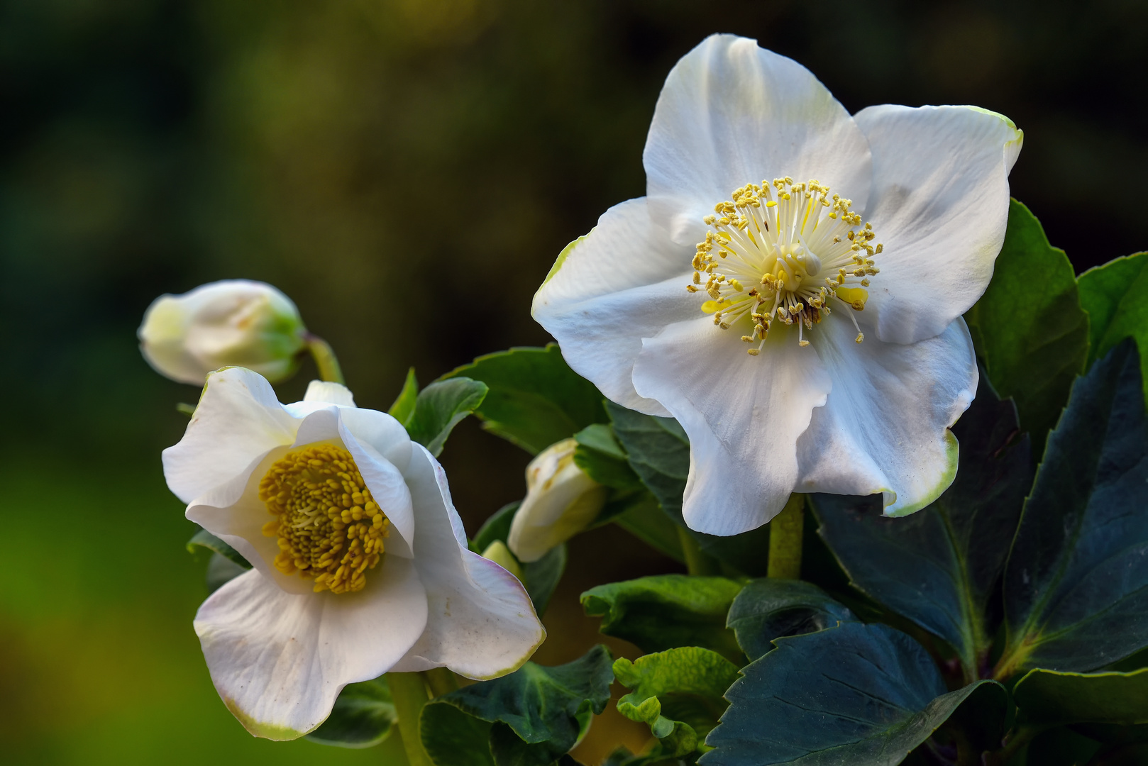 Helleborus Blütenzauber