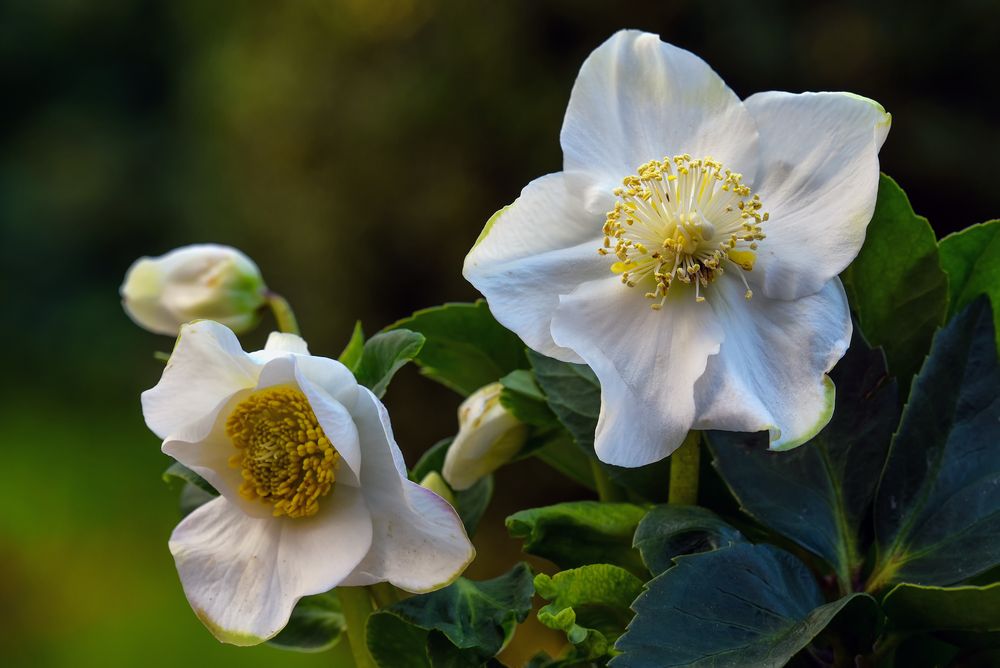 Helleborus Blütenzauber Foto & Bild | makro, natur, morgenlicht Bilder ...