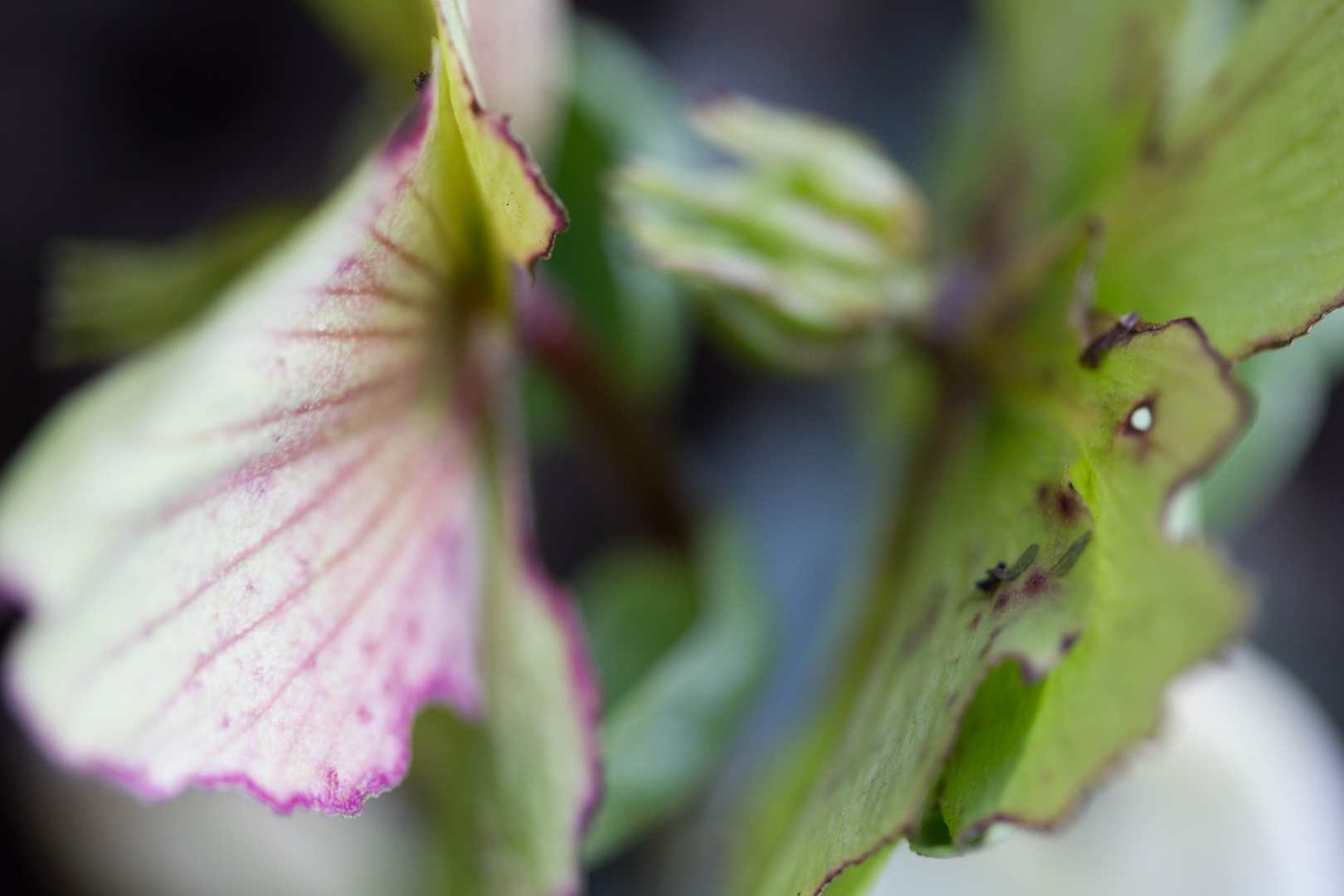 Helleborus