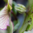 Helleborus