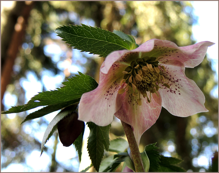 Helleborus