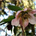 Helleborus