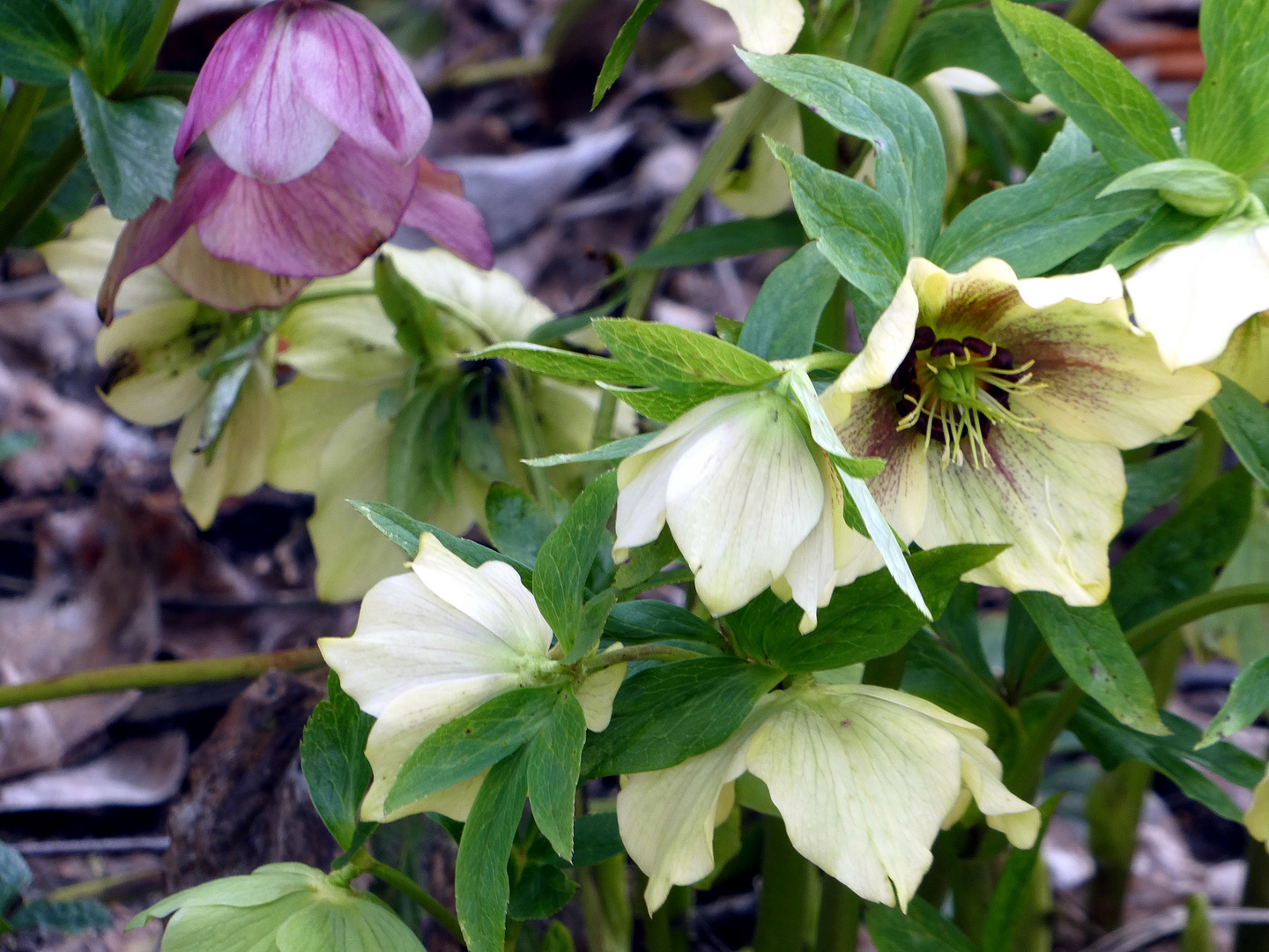 Helleborus caucasicus