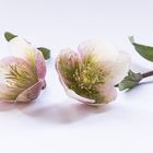 Helleborus