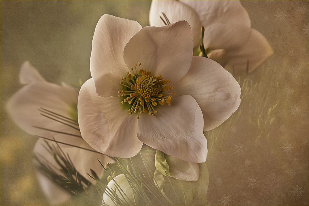 Helleborus - Christrose....