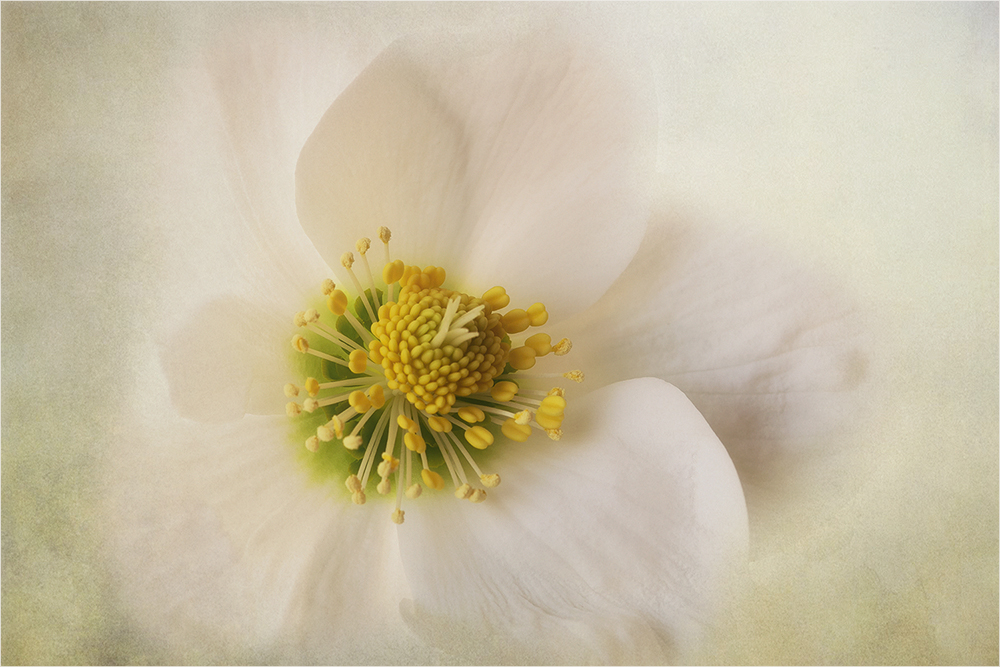 Helleborus - Christrose