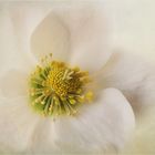 Helleborus - Christrose