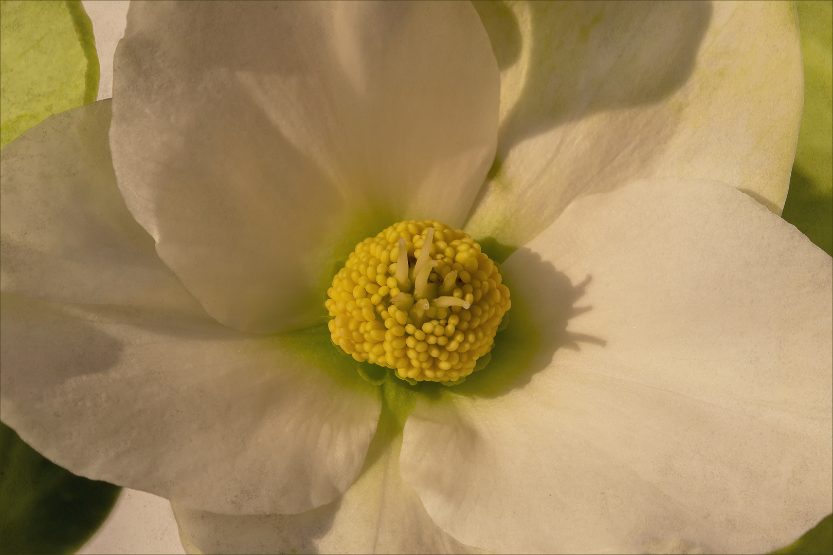 Helleborus - Christrose....