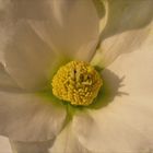 Helleborus - Christrose....