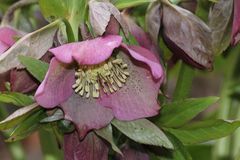 Helleborus, Christrose,