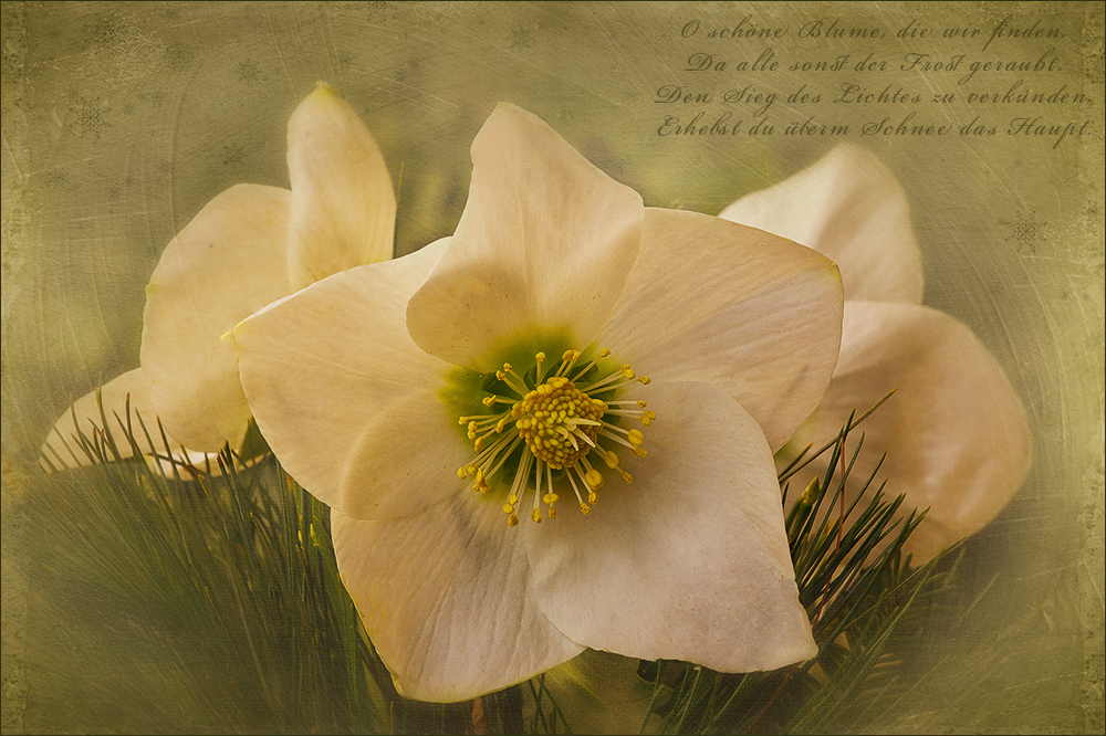 Helleborus - Christrose -