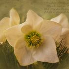 Helleborus - Christrose -