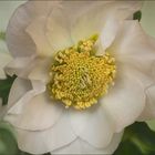 Helleborus - Christrose...