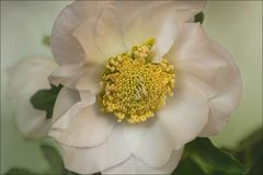 Helleborus - Christrose...