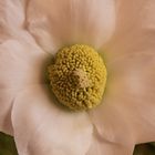 Helleborus - Christrose...