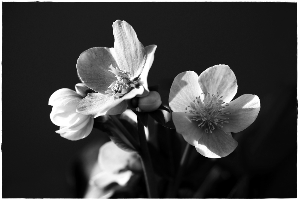 Helleborus / Christrose