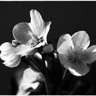 Helleborus / Christrose