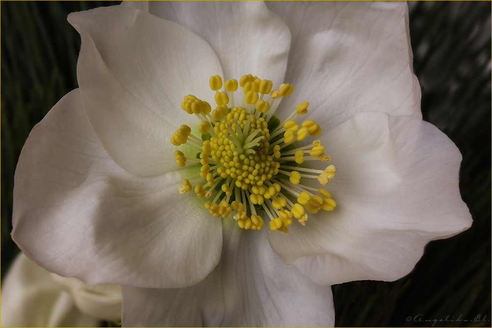 Helleborus, Christrose, Schneerose,