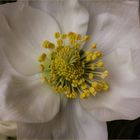 Helleborus, Christrose, Schneerose,