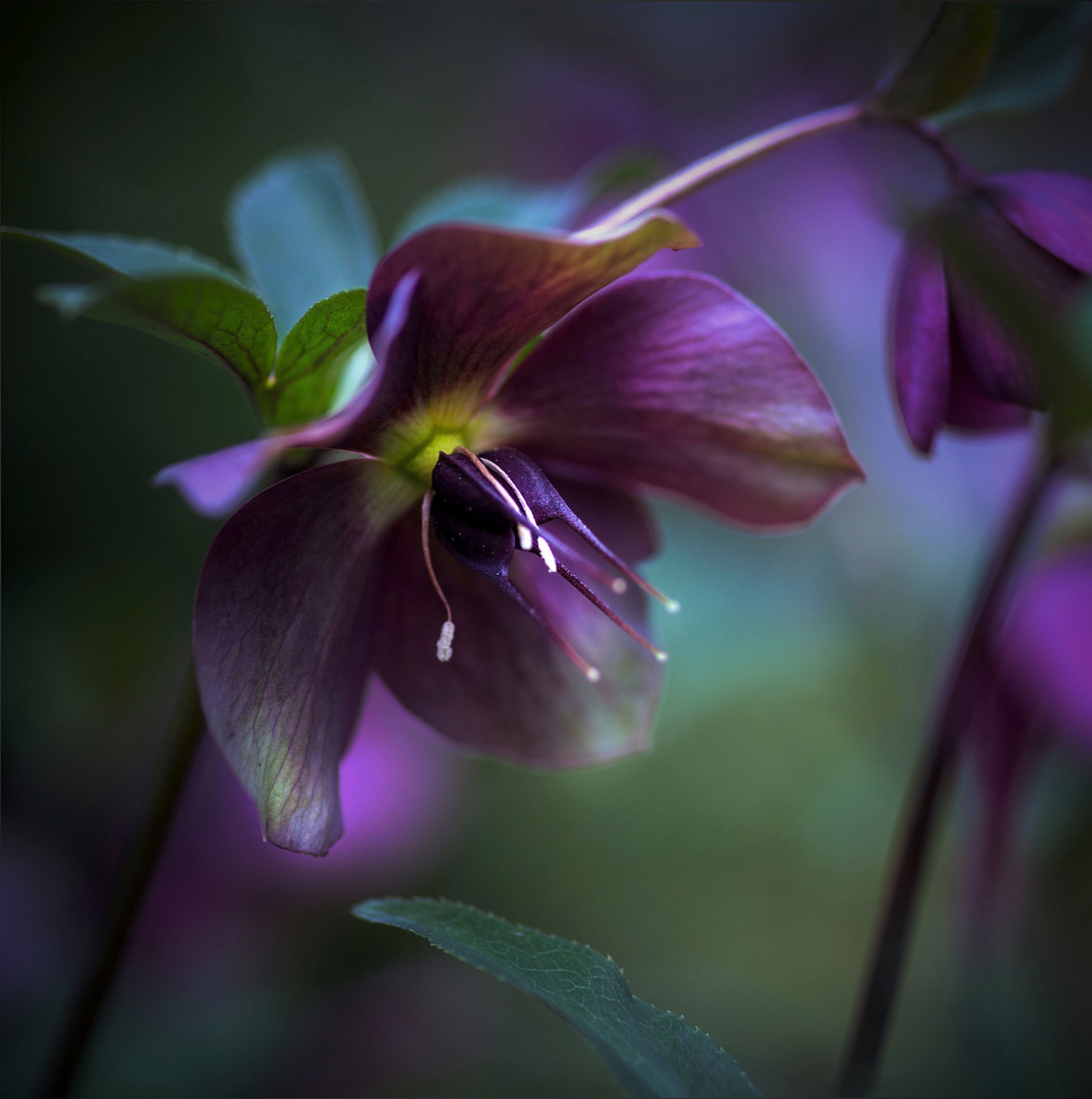 Helleborus