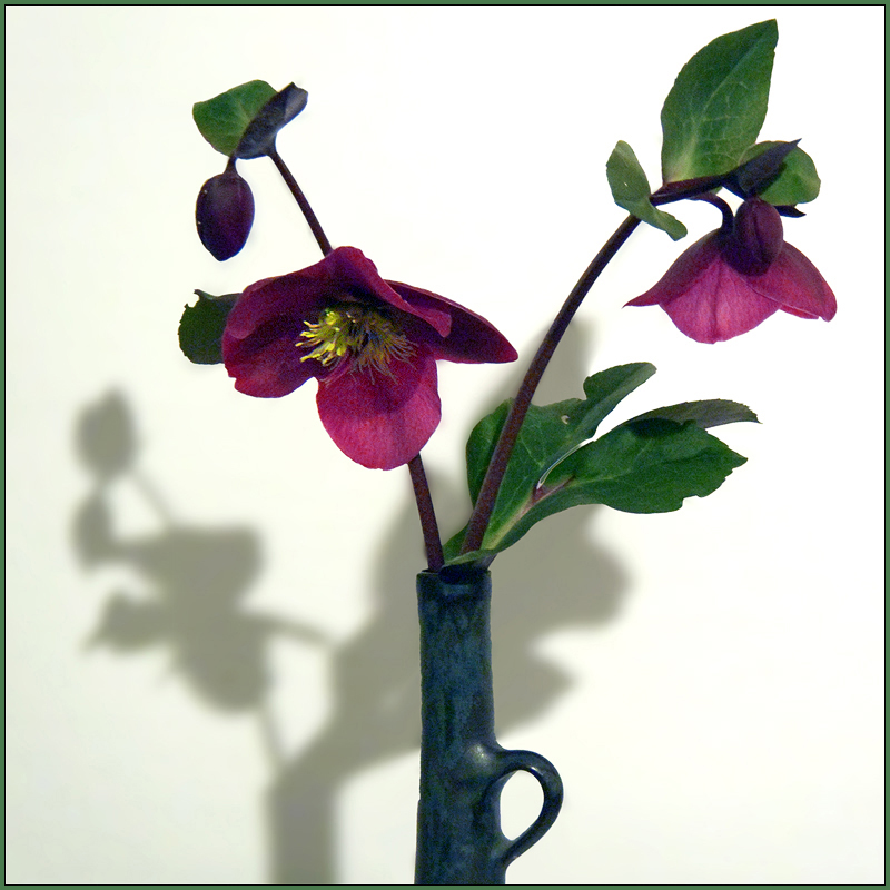 Helleborus