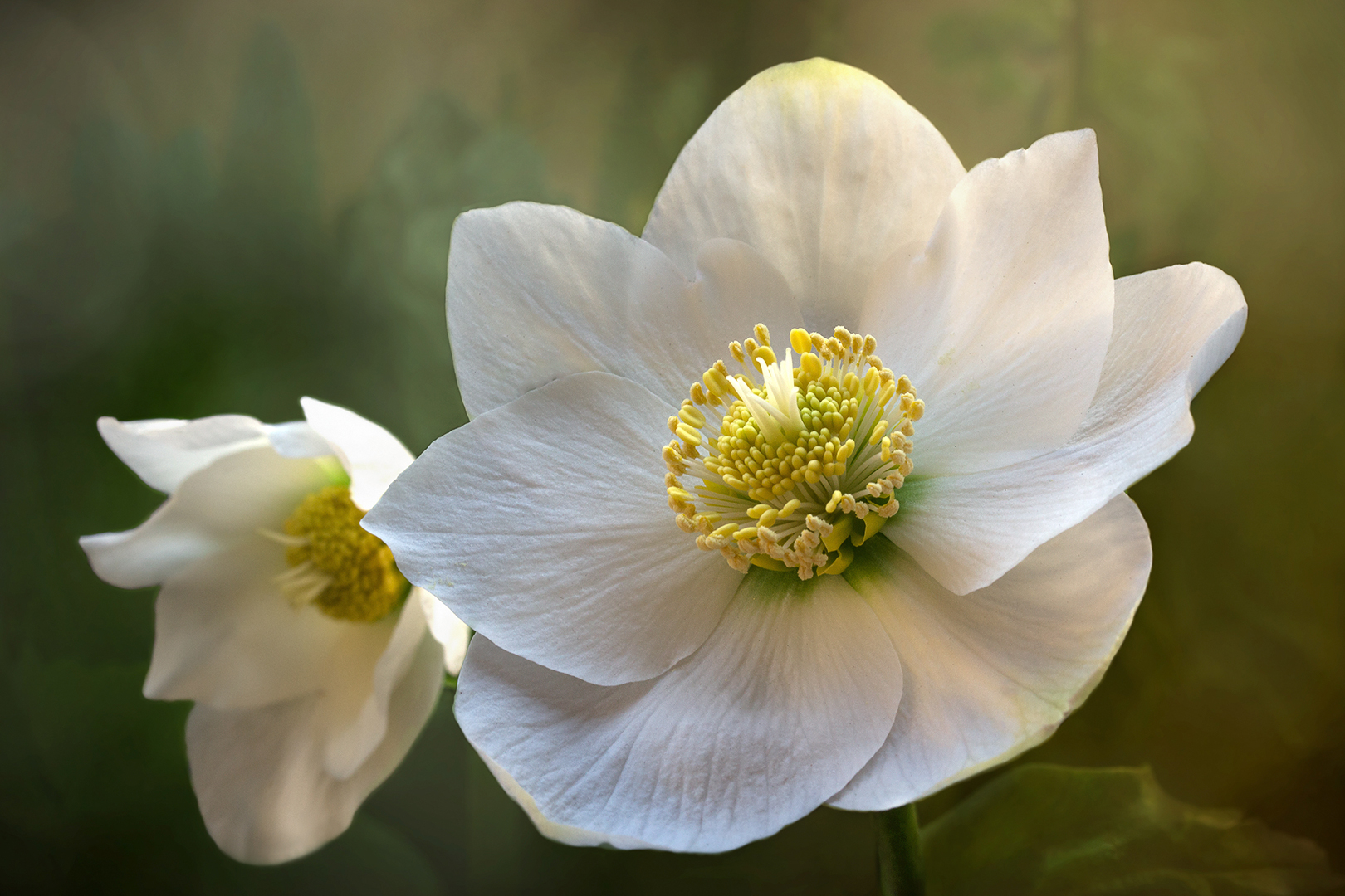 Helleborus - Die weiße Weihnachtsrose...