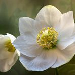 Helleborus - Die weiße Weihnachtsrose...