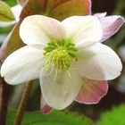 Helleborus