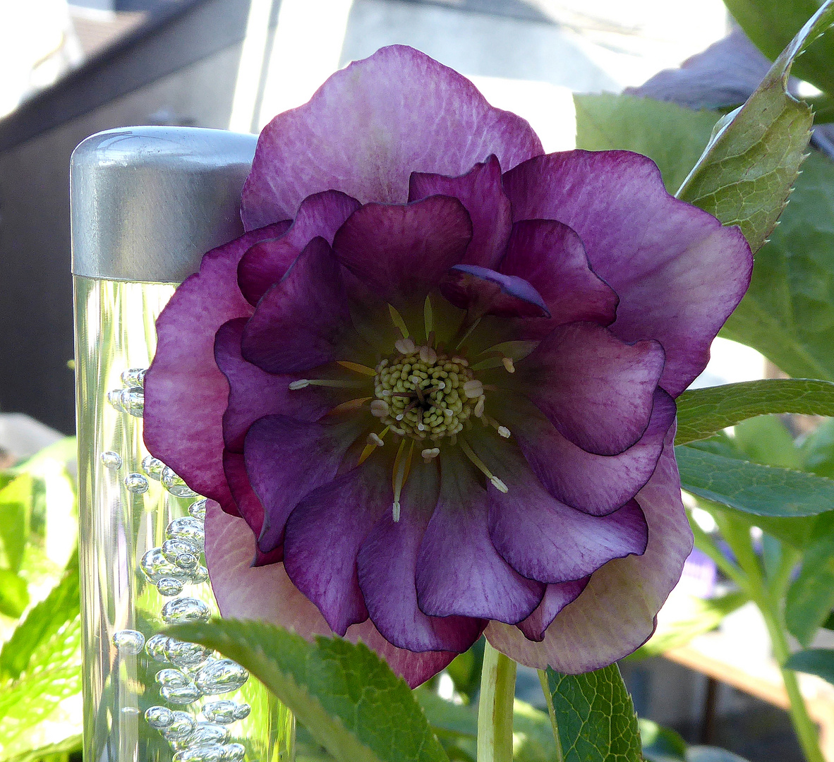 Helleborus