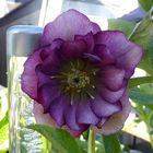 Helleborus