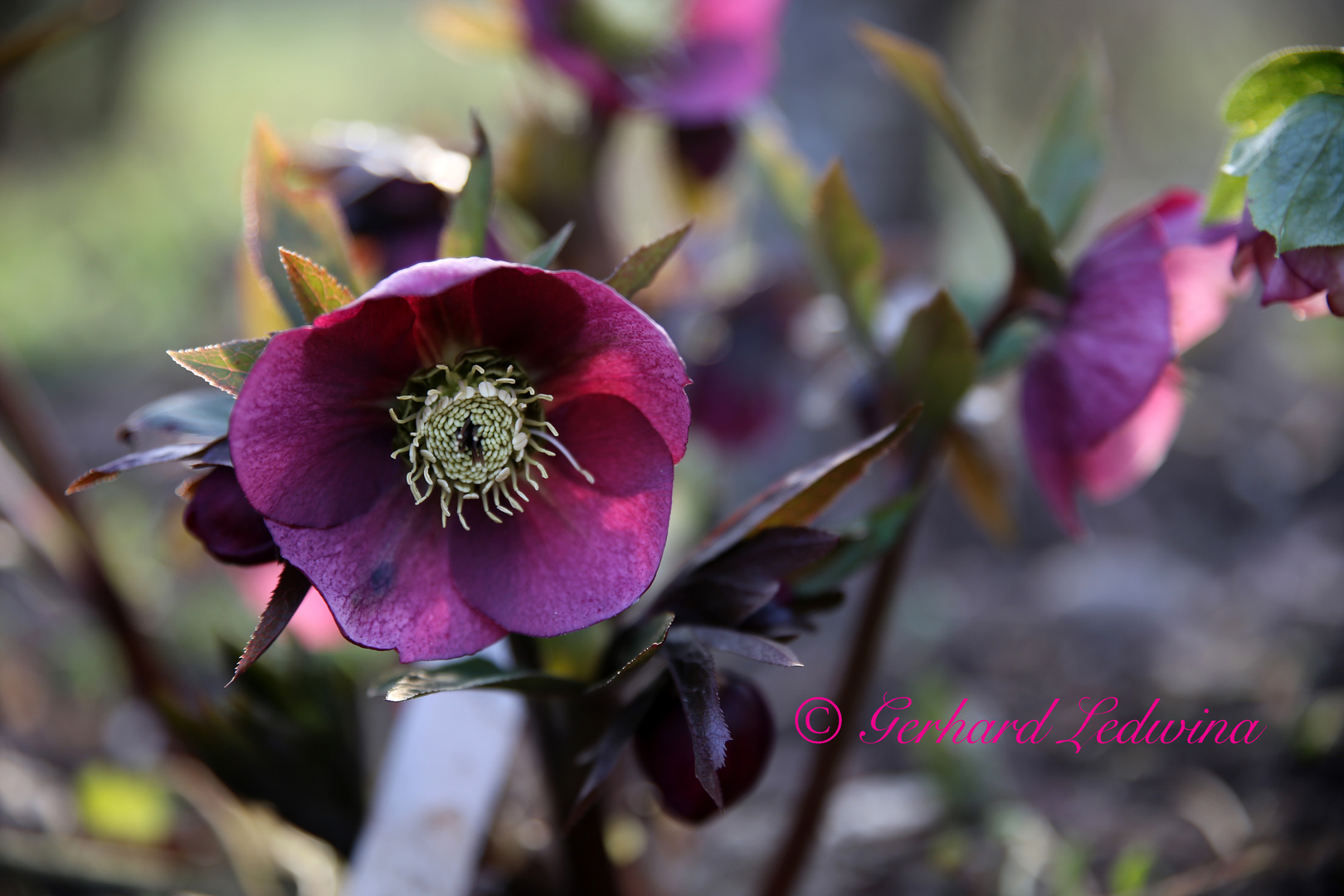 Helleborus