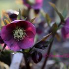 Helleborus