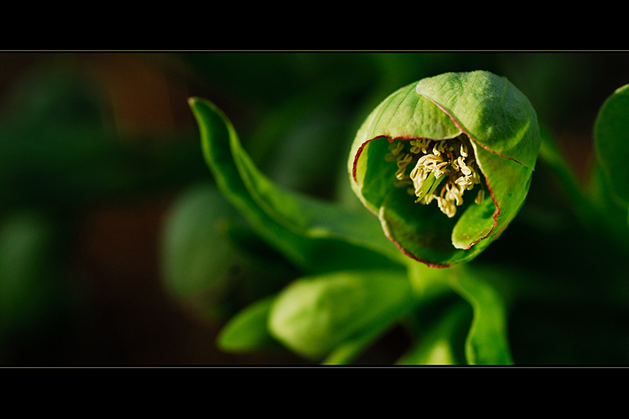 helleborus foetidus