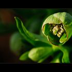 helleborus foetidus