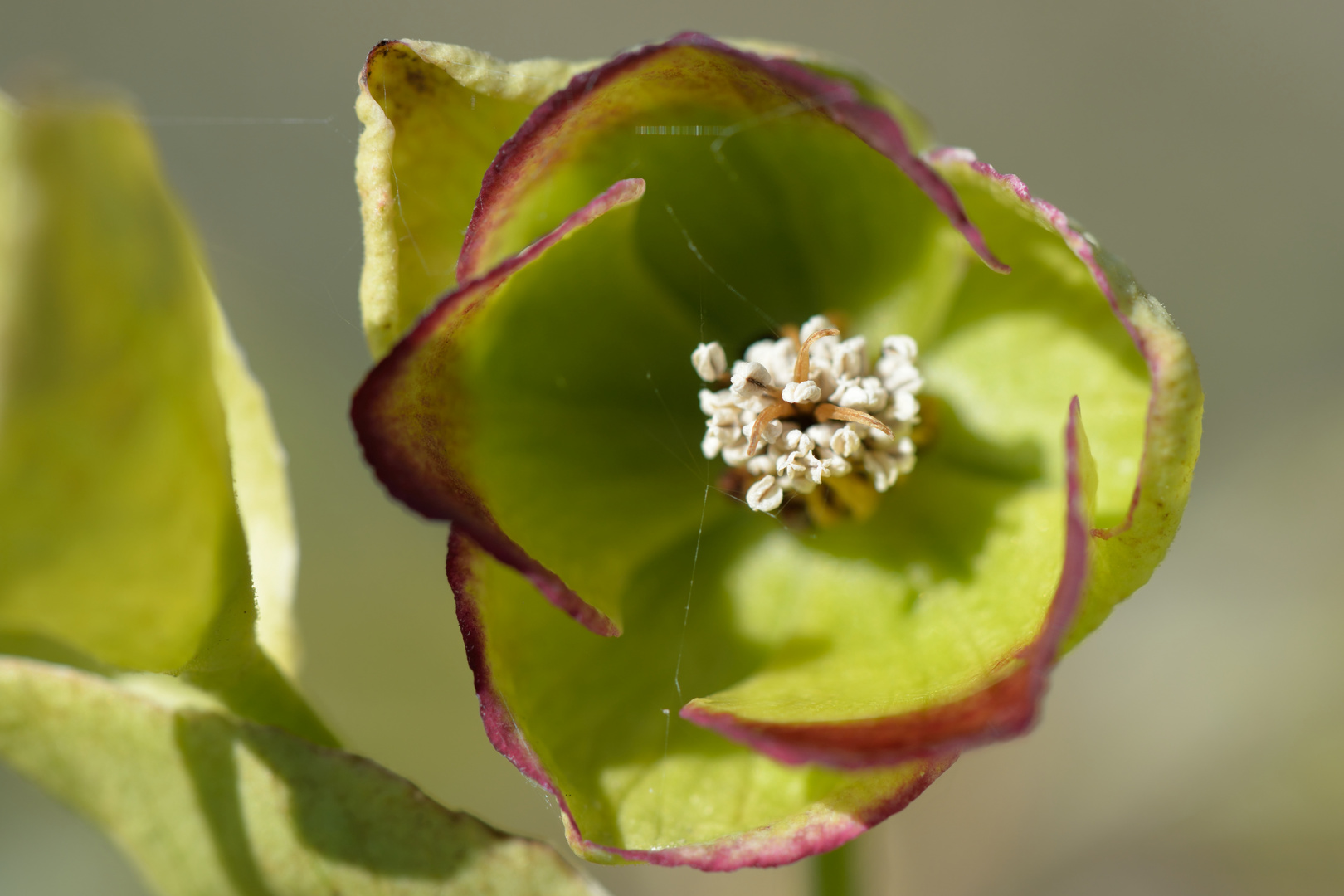 Helleborus foetidus Blüte