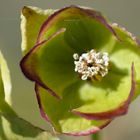 Helleborus foetidus Blüte