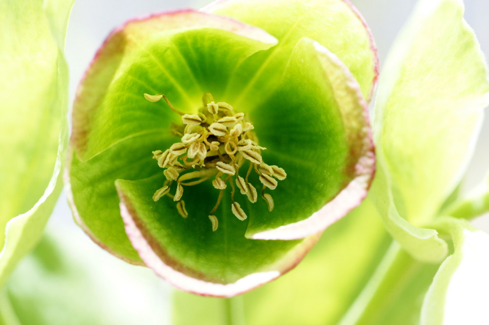 Helleborus foetidus( Stinkende Nieswurz)