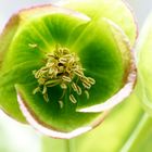 Helleborus foetidus( Stinkende Nieswurz)