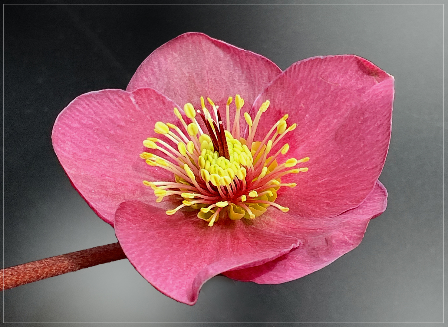 Helleborus frostkiss 'Anna's Red' - Rote Christrose 