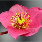 Helleborus frostkiss 'Anna's Red' - Rote Christrose 