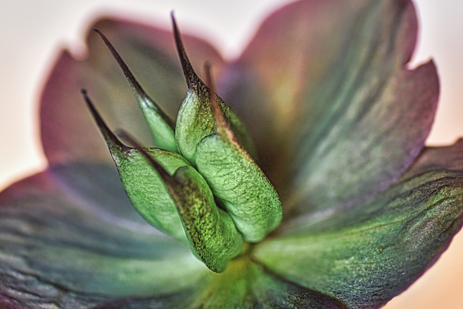 Helleborus, ganz nah