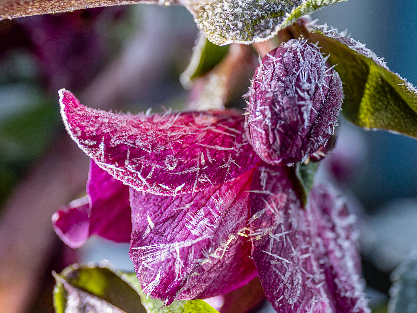 Helleborus, gefrostet