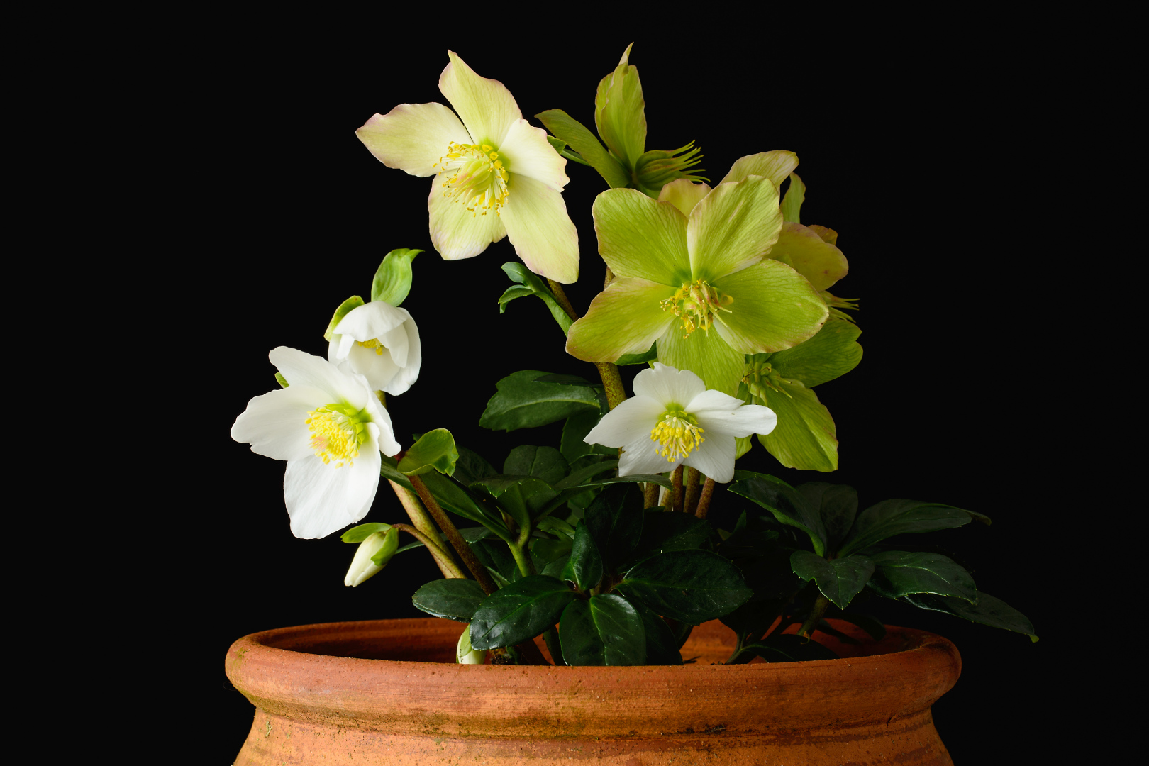 Helleborus, Habitus