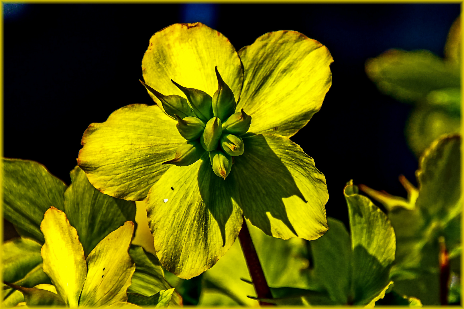 Helleborus Hybride