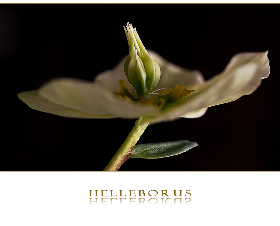 Helleborus II