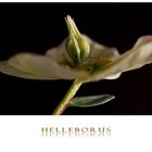 Helleborus II